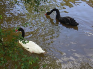 swans tilgate